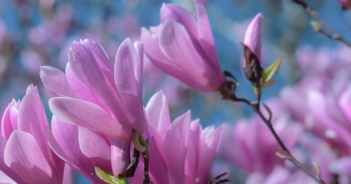 木蓮の剪定方法 育てるときの秘訣 気になる害虫について解説 お庭110番