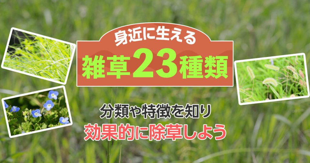 身近に生える雑草23種類分類や特徴を知り効果的に除草しよう