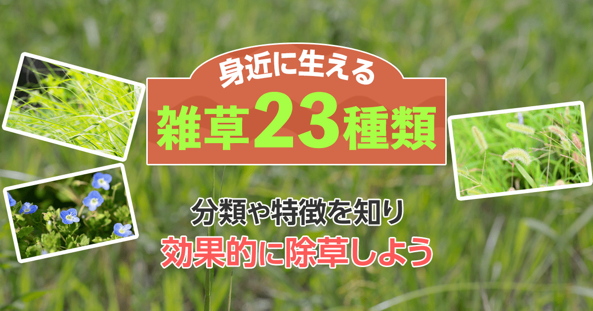 雑草の種類と効果的な除草方法がわかる 除草剤の上手な使い方も解説 お庭110番