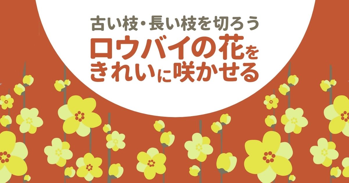 蝋梅 ロウバイ の剪定方法 時期 樹形を整え花を咲かせる育て方 お庭110番