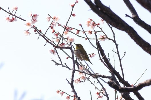 誘鳥木ってなに？鳥が遊びにくる木を植えてお庭づくりを楽しもう