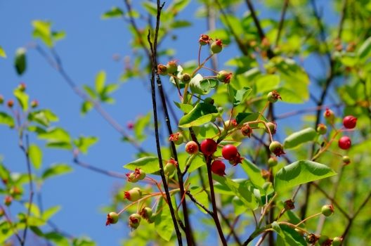 誘鳥木にはどんなものがある？種類をご紹介