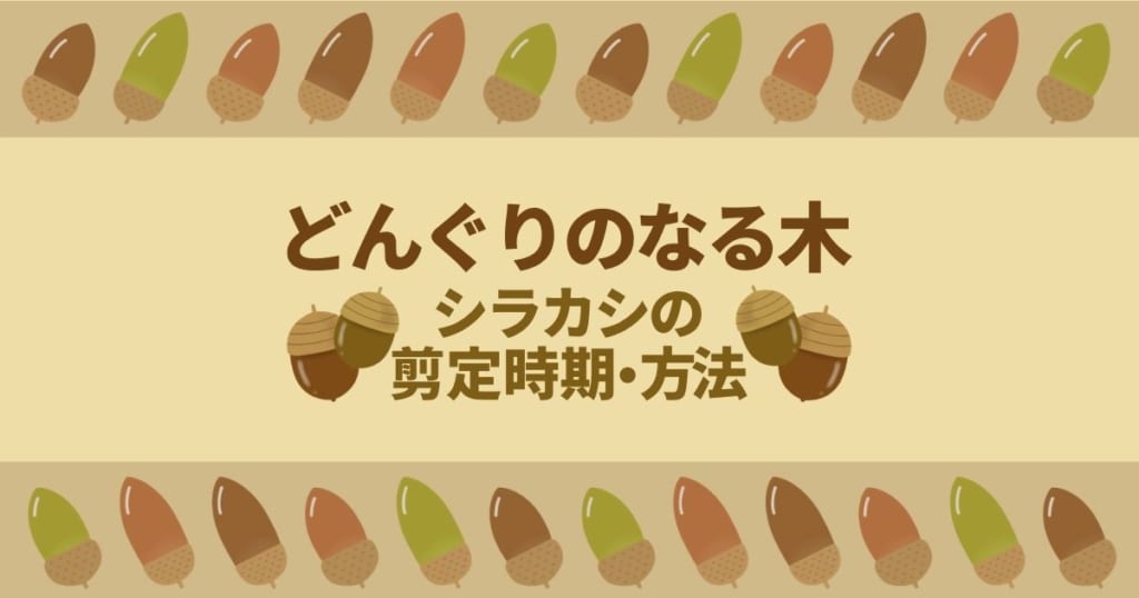 シラカシの剪定に最適な時期と方法｜失敗例から学ぶ手入れの重要性