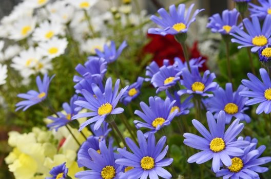 ガーデニング初心者におすすめの植物をご紹介