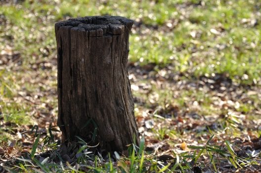 木の根っこを腐らせる方法 邪魔な庭木の切り株は除草剤で処分可能 お庭110番