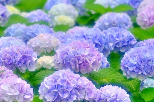 紫陽花を鉢植えで 育て方 手入れ方法 花を咲かせるための秘訣とは伐採 剪定 間伐 芝刈り 草刈り 草取り 草むしりが3000円 税抜 お庭110番