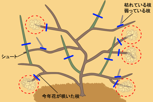 モッコウバラ剪定