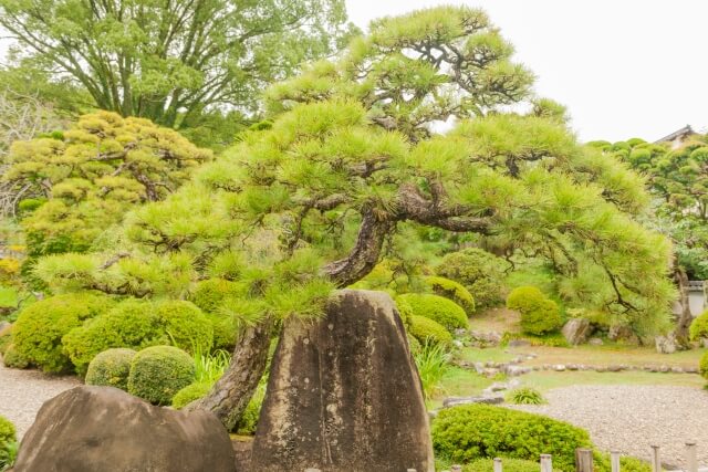 植木屋さんを選ぶ4つの方法|剪定の相場や良い業者に依頼するコツ