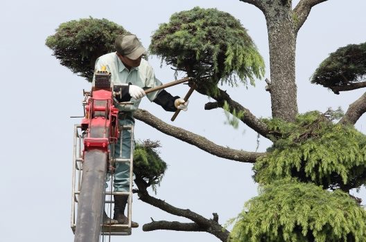 庭掃除と除草のコツを解説!お手入れをして美しい景観を保とう