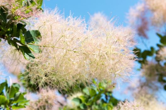 スモークツリーの剪定方法 きれいな形を維持するための育て方まとめ伐採 剪定 間伐 芝刈り 草刈り 草取り 草むしりが3000円 税抜 お庭110番