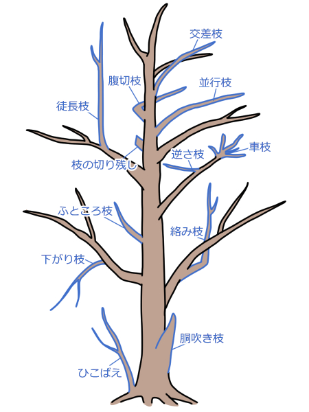 植木剪定の時期と方法 お手入れ料金 自力派もプロ派も必見 伐採 剪定 間伐 芝刈り 草刈り 草取り 草むしりが3000円 税抜 お庭110番