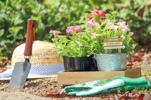 庭の花壇で育てるならこんな植物がオススメ！