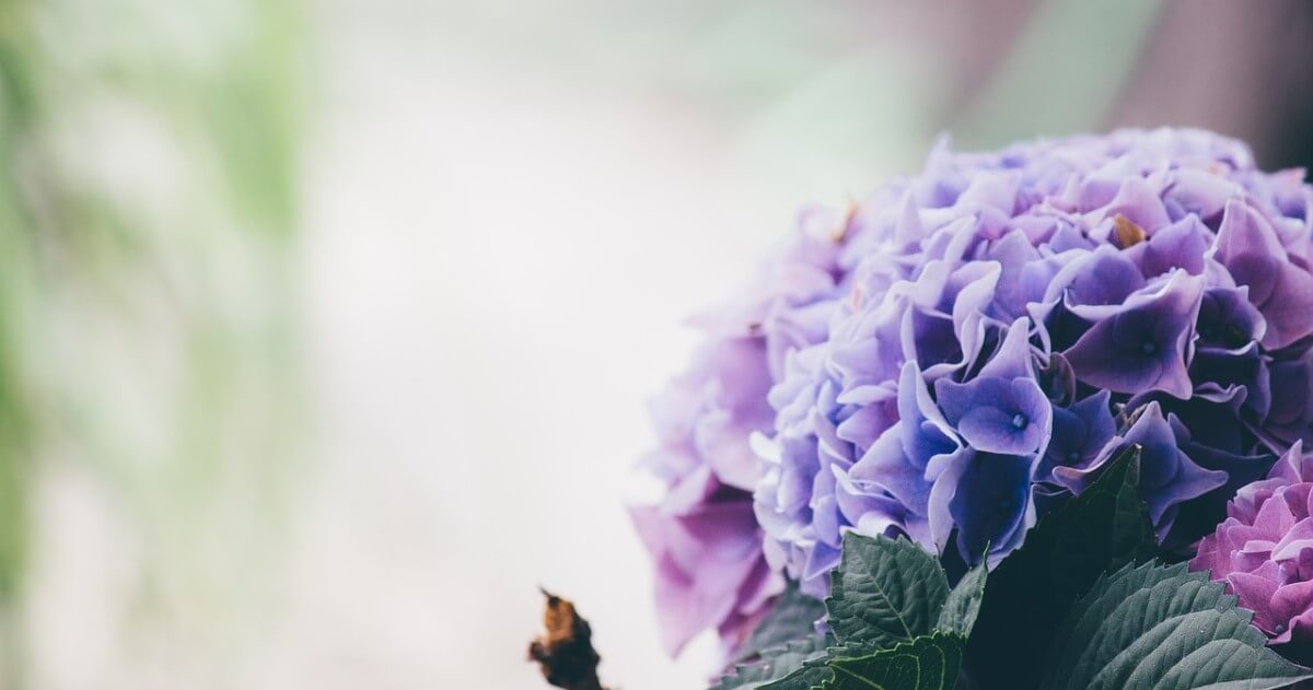 紫陽花を鉢植えで！育て方・手入れ方法｜花を咲かせるための秘訣とは