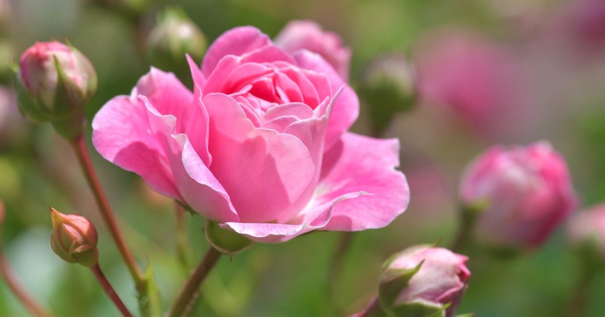 バラ剪定は冬にバッサリと！？春に花を咲かせるための剪定・手入れ法