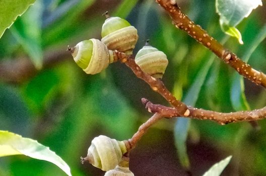 シラカシ剪定で失敗しない方法を紹介 手入れをして病害虫を防ごう伐採 剪定 間伐 芝刈り 草刈り 草取り 草むしりが3000円 税抜 お庭110番