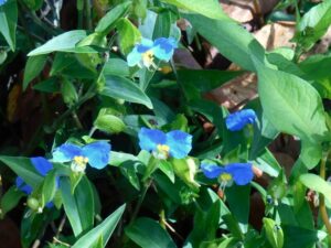 芝生の雑草の種類 除草剤で雑草対策 お手入れ方法とは 伐採 剪定 草刈りなどお庭の悩みを最短即日で業者が解決 お庭110番 芝生の雑草の種類 除草剤で雑草対策 お手入れ方法とは 伐採 剪定 草刈りなどお庭の悩みを最短即日で業者が解決 お庭110番
