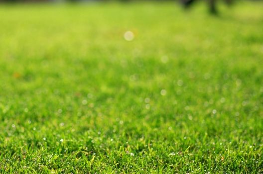 芝生の雑草の種類 除草剤で雑草対策 お手入れ方法とは 伐採 剪定 草刈りなどお庭の悩みを最短即日で業者が解決 お庭110番