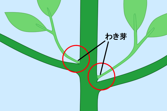 図解入り 庭木剪定の基本 植木の種類ごとのお手入れ方法と剪定時期 お庭110番
