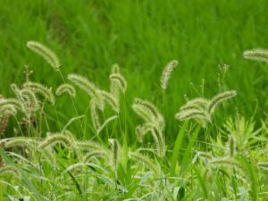芝生の雑草の種類 除草剤で雑草対策 お手入れ方法とは お庭110番