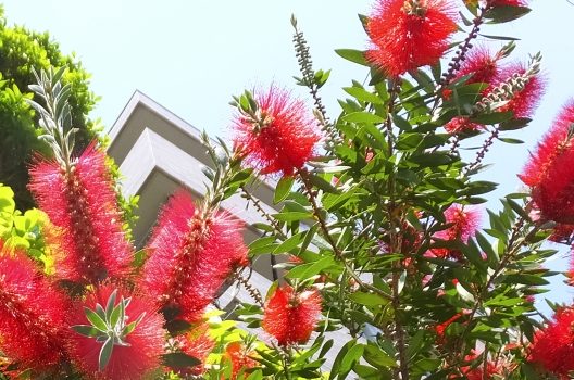 低木の種類3：気軽に楽しむ！鉢植えタイプ