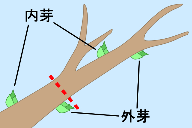 図解入り 庭木剪定の基本 植木の種類ごとのお手入れ方法と剪定時期 お庭110番