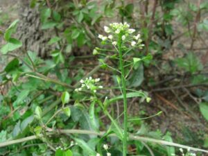 芝生の雑草の種類 除草剤で雑草対策 お手入れ方法とは お庭110番