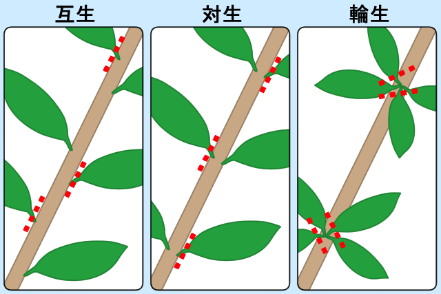 図解入り 庭木剪定の基本 植木の種類ごとのお手入れ方法と剪定時期 お庭110番