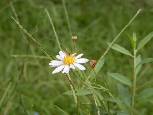 芝生の雑草の種類 除草剤で雑草対策 お手入れ方法とは お庭110番