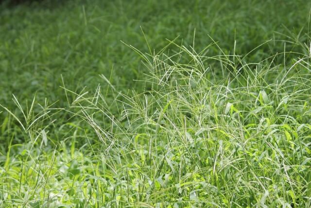 邪魔な雑草がサッパリ 芝生から雑草を一掃するおすすめの方法 お庭110番