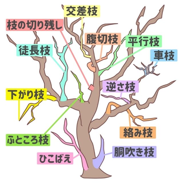 図解入り 庭木剪定の基本 植木の種類ごとのお手入れ方法と剪定時期 お庭110番