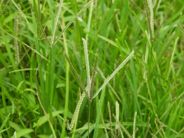 邪魔な雑草がサッパリ 芝生から雑草を一掃するおすすめの方法 お庭110番