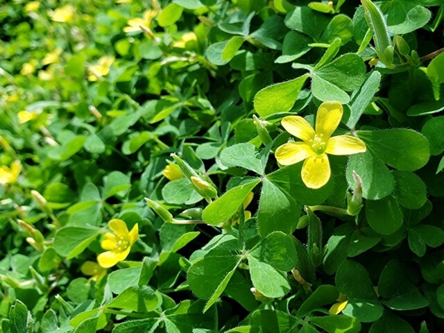 邪魔な雑草がサッパリ 芝生から雑草を一掃するおすすめの方法 お庭110番