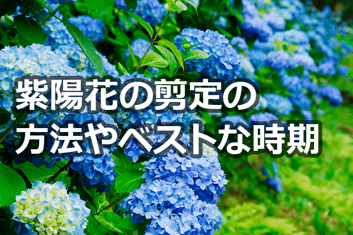 紫陽花の剪定で知っておきたいベストな時期や剪定方法伐採 剪定 草刈りなどお庭の悩みを最短即日で業者が解決 お庭110番