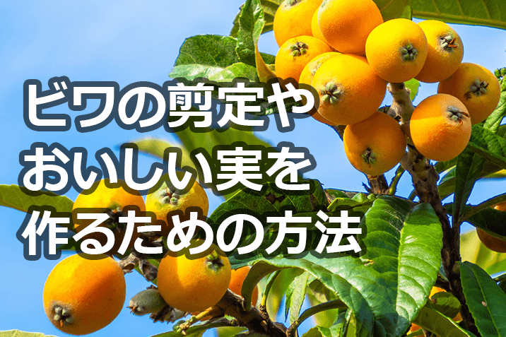 ビワ剪定の時期や方法は おいしい実を作るための知識伐採 剪定 間伐 芝刈り 草刈り 草取り 草むしりが3000円 税抜 お庭110番