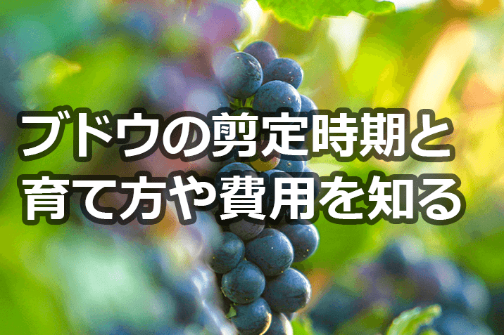 ブドウ剪定の時期と方法 育て方や費用まで確認しよう 伐採 剪定 間伐 芝刈り 草刈り 草取り 草むしりが3000円 税抜 お庭110番