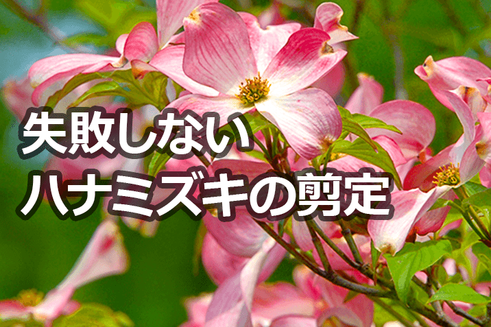 ハナミズキの剪定を失敗しないために重要なポイントは 伐採 剪定 間伐 芝刈り 草刈り 草取り 草むしりが3000円 税抜 お庭110番