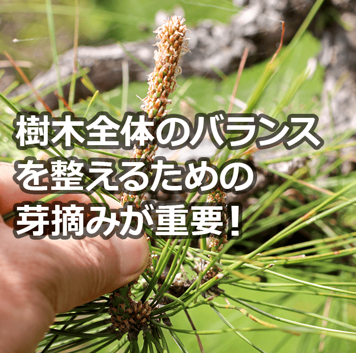 春には「芽摘み（緑摘み）」が大切