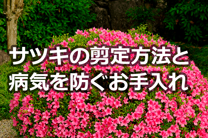 サツキの剪定方法と時期を確認 病気を防ぐお手入れも 伐採 剪定 間伐 芝刈り 草刈り 草取り 草むしりが3000円 税抜 お庭110番