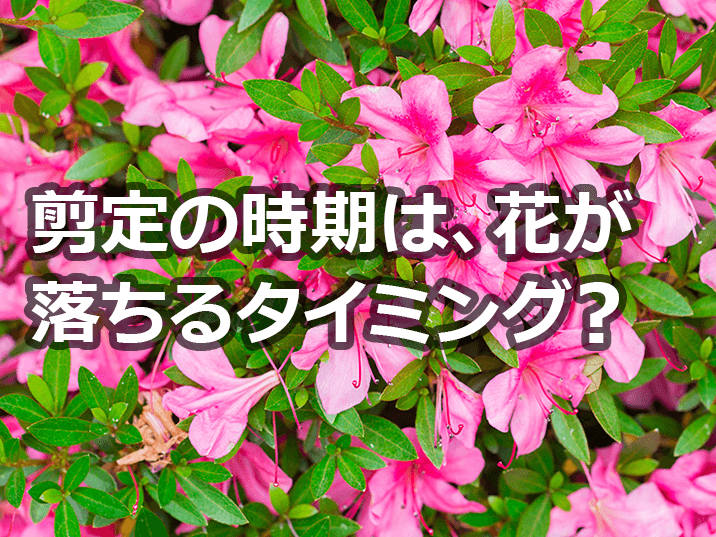 99以上 つつじ の 剪定 時期