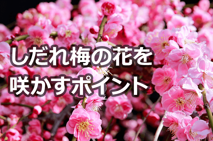 しだれ梅のお手軽 剪定方法 花を咲かすポイント お手入れのコツ伐採 剪定 草刈りなどお庭の悩みを最短即日で業者が解決 お庭110番