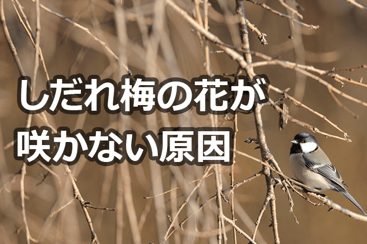 しだれ梅のお手軽 剪定方法 花を咲かすポイント お手入れのコツ お庭110番