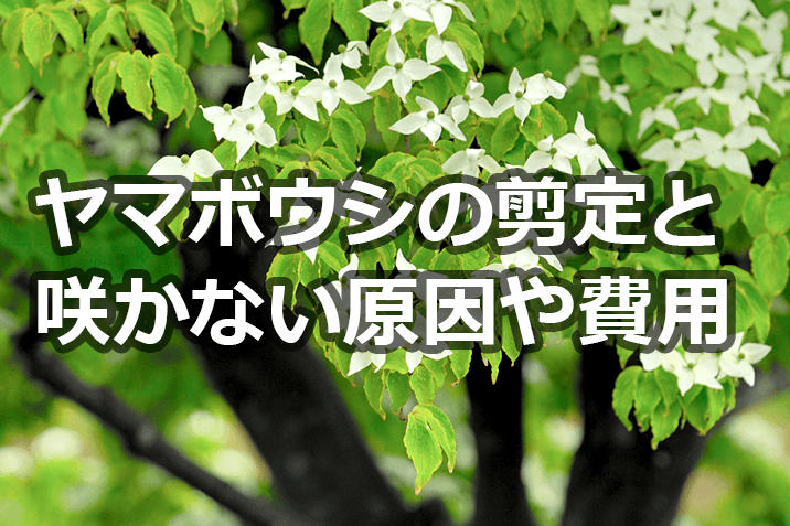 ヤマボウシの剪定時期と方法 咲かない原因や気になる費用伐採 剪定 間伐 芝刈り 草刈り 草取り 草むしりが3000円 税抜 お庭110番