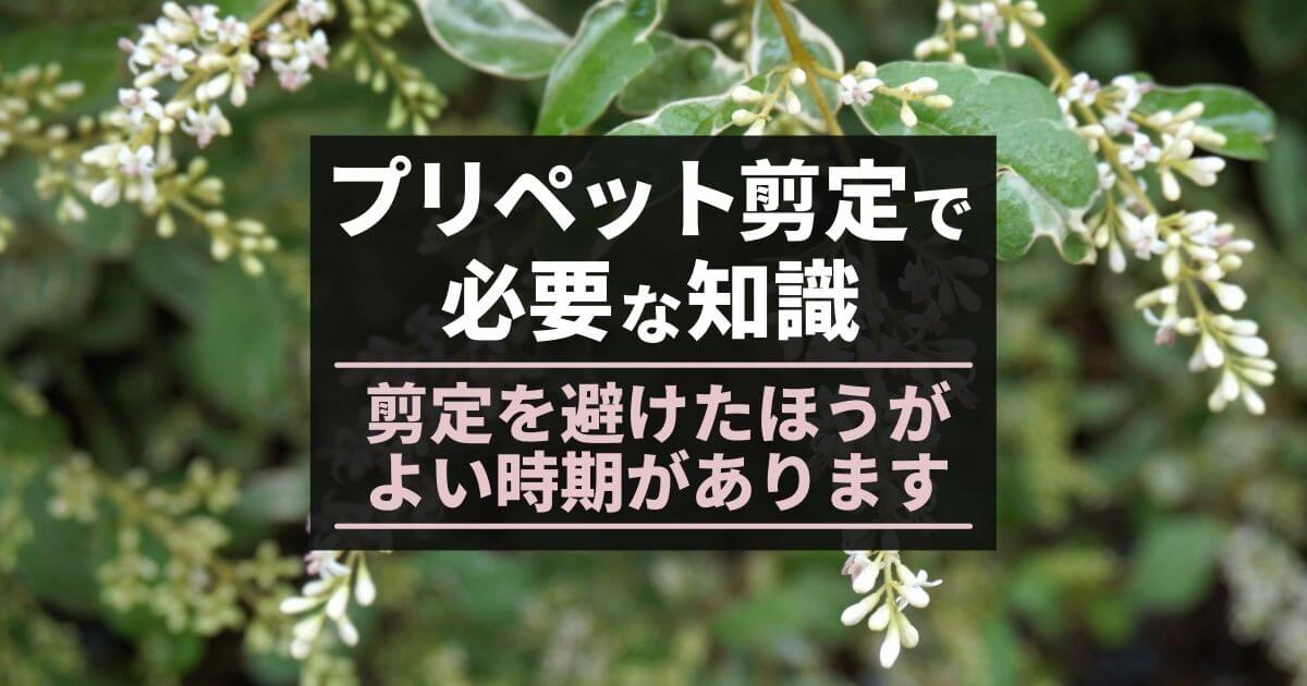 プリペット剪定で必要な知識剪定を避けたほうがよい時期があります