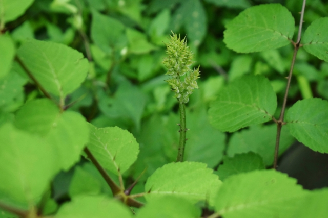 タラの木の剪定や栽培方法など 適した時期にタラの芽を収穫しよう伐採 剪定 草刈りなどお庭の悩みを最短即日で業者が解決 お庭110番