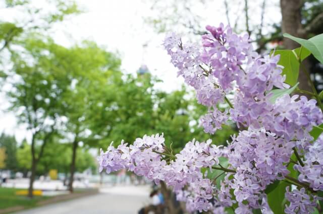 ライラックは剪定のしすぎに注意！正しい剪定方法や育て方などを解説