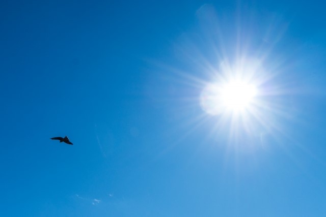 剪定の時期は「夏」と「冬」
