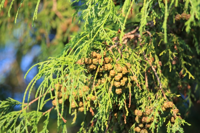 イトヒバの剪定 適した時期に手入れをして美しい樹形を保つ方法とは伐採 剪定 草刈りなどお庭の悩みを最短即日で業者が解決 お庭110番