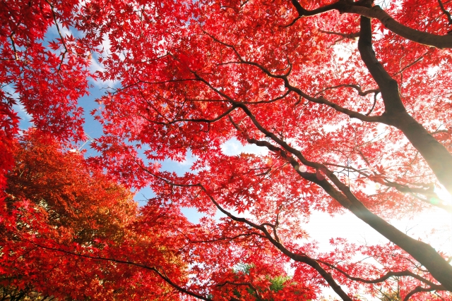 しだれもみじは冬の剪定がポイント 正しい栽培方法で紅葉を楽しむ伐採 剪定 草刈りなどお庭の悩みを最短即日で業者が解決 お庭110番