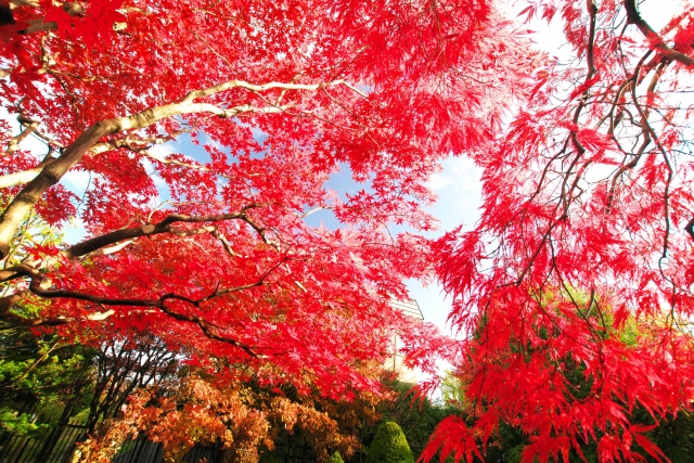 剪定時期は冬！春夏を避ける理由とは