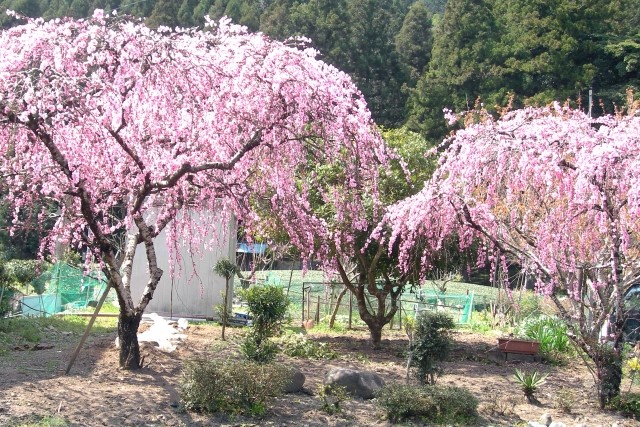 鉢植えではなく地植え